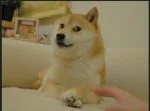 Tesla Will Accept Dogecoin Payment For Merchandise Says Elon Musk.